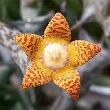 Image result for Orbea schweinfurthii