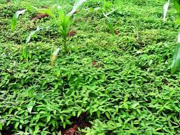 Image result for Aeschynomene americana