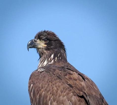 What is the age of this young eagle?
