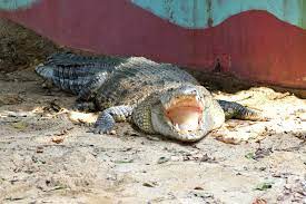 Pastinya anda semua paham betul dengan nama binatang buas yang satu ini. Apakah Taman Buaya Buka 7 Fakta Menarik Tentang Buaya Saltwater Australia 2021 Taman Buaya Indonesia Jaya Terletak Di Jl Papo16av