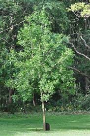 Image result for Ptaeroxylon obliquum