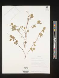 Image result for Desmodium subsecundum
