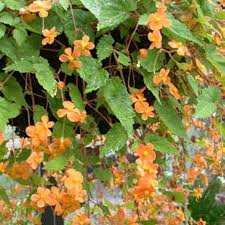 Image result for Begonia sutherlandii