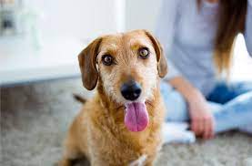 Check spelling or type a new query. How Old Is My Dog 5 Tips For Determining Your Dog S Age Petmd