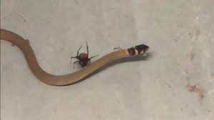 Watch A Venomous Spider Kill A Deadly Snake In Rare Attack Snake Spider Venom Australian Wildlife