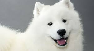 Most Viewed Samoyed Wallpapers 4k Wallpapers