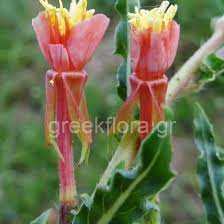 Image result for Oenothera indecora
