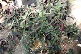 Image result for Ruellia makoyana