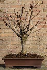 Willis orchard company has deciduous nut bearing chestnut trees for sale that require a partner tree for pollination in your orchard. How To Grow A Chestnut Bonsai Bonsai Bonsai Tree Bonsai Styles