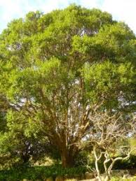 Image result for Scolopia stolzii