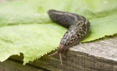 Der Tigerschnegel Limax Maximus Ist Nicht Nur Mit Den Nacktschnecken Verwandt Sondern Auch Einer Ihrer Grossten Fei Schnecken Im Garten Garten Schneckenplage