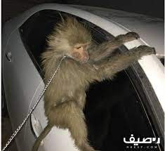 قرد اليف للبيع animals ferret