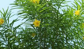 Image result for Cascabela