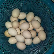Ayam kampung merupakan salah satu jenis ayam yang diminati baik daging atau telurnya. Penjual Telur Ayam Kampung Home Facebook