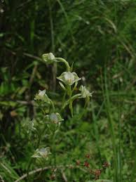 Image result for Habenaria epipactidea