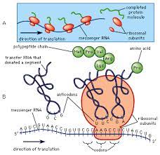 Many biological polypeptides are much longer! 1a B Polypeptide Synthesis On Ribosome Adapted From Reference 18 Download Scientific Diagram