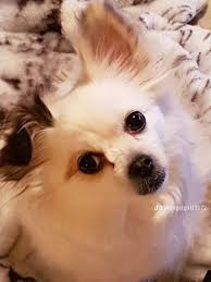 My bff passed away 2weeks ago. She was a bishion. We were together for 16  years. I'm house bound and need a new friend. I love in a senior complex in  Monrovia.