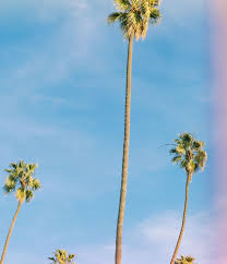 elle taiwan op instagram louisvuitton 香氛家族又有新成員 夏季新香california dream暮光粉紅漸層太夢幻 是柑橘 黃葵 安息香的清新香氣 瓶身這次也是由藝術家