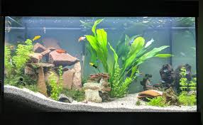 Aquarium Einrichtung Mit Versteckmoglichkeiten Aquarium Einrichten Aquarium Einrichtung