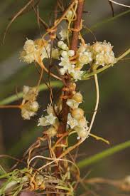 Image result for Cuscuta australis