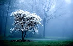 Home > computers wallpapers > page 1. Free Download 35 Full Screen Hd Desktop Wallpapers Download At Wallpaperbro 2560x1600 For Your Desktop Mobile Tablet Explore 62 Free Full Screen Desktop Wallpaper Free Wallpaper Backgrounds For Laptops