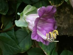 Image result for Polemoniaceae