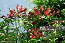 Image result for Alstroemeria pulchella