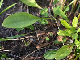 Image result for Oxyanthus strigosus