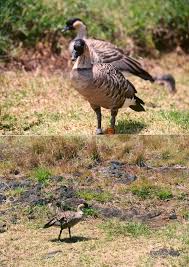 Image result for Erythrocephalum decipiens