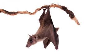 This post may contain affiliate links so i earn a commission. Why Bat Removal And Exclusion In Ma Nh Must Be Humane Colonial Pest Control