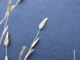 Image result for Eragrostis pallens