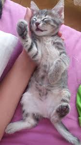 2 Aylik Yavru Tekir Kedi Kedi Sahiplendirme Ucretsiz Kedi Sahiplendirme
