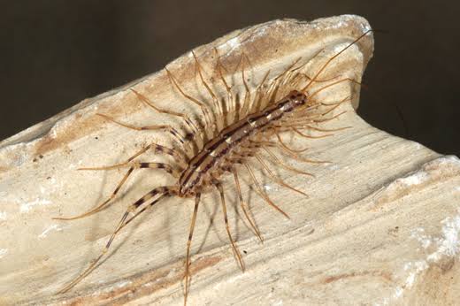 A many-legged roommate: The house centipede! | Blog | Space for life