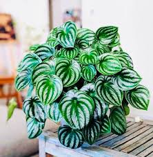 Image result for Peperomia molleri