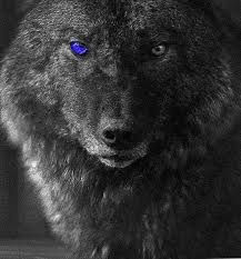 Black And White Wolf Tattoo With Blue Eyes Blue Eyed Wolf Hd Wallpapers Blue Eyed Wolf Hd Wallpapers Wolf With Blue Eyes Wolf Black And White Wolf