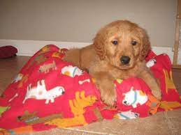 Their warm personalities make them a wonderful addition to a family or for an individual. Golden Retriever Puppies Earling Ia For Sale In Co Bluffs Iowa Classified Americanlisted Com