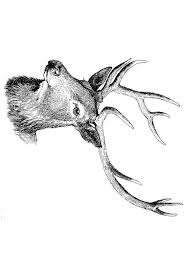 Malvorlage Hirsch Bilder Fur Schule Und Unterricht Hirsch Ausmalbild Bild Zum Ausmalen Zeichnung Abb 9757 Malvorlagen Hirsch Ausmalen