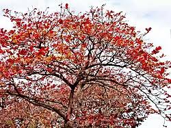 Image result for Terminalia catappa