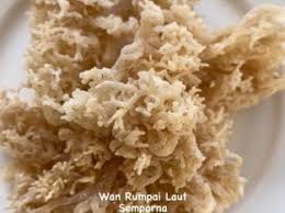 Rumpai laut bersifat makroskop, multisel dan makrotalik, dibandingkan dengan kebanyakan alga lain. Rumpai Laut Kering Putih Kuning Golden Seaweed Eucheuma Cottoni Gred Aa Beli Sell Market Place