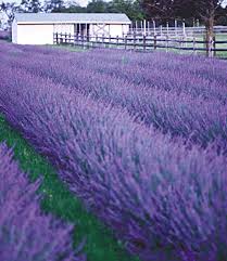 Der lavendel zählt zweifelsohne zu einem der bekanntesten kräuter. Lavendel Phenomenal Lavendel Bei Baldur Garten