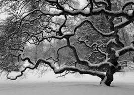 Beautiful Black And White Nature Photos Beautiful Black And White Nature Photography Background 1 Landscape Photography Nature Winter Trees Japanese Maple Tree