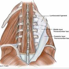 Consider appendix, colon, hernia, referred pain from testicles. hello, i have pain in my right side that spreads into my lower right back and lower pelvic/hip area. Schematic View Of The Posterior Lower Back Note The Lumbocostal Download Scientific Diagram