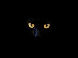 Cat Black Cat Eyes Dark Background Toppng Looking for the best black cat eyes wallpaper? toppng