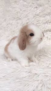 Ross95 Ross950 On Tiktok Smelling The Food Bunny Pet Cute Love Foryou In 2020 Cute Funny Animals Baby Animals Funny Cute Bunny Pictures