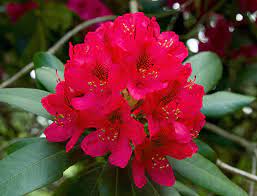 The national flower of nepal, lali gurash is one of the most beautiful species of rhododendron. National Symbols Of Nepal Nepal National Bird Animal Game Flower Etc