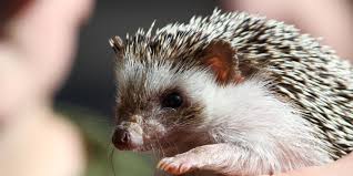 Da liegt der hase im pfeffer, gebildet hat für gewisse knotenpunkte, die schwer aufzufinden oder zu lösen sind.‹ im westfälischen: Igel Als Haustier Halten Wtg Welttierschutzgesellschaft