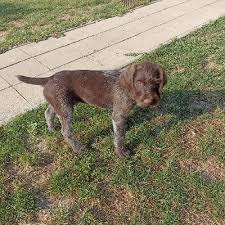 Image result for německý ohař drátosrstý stavba těla