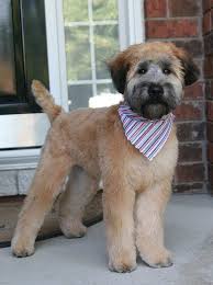 Mickey S First Real Haircut Wheaten Terrier Puppy Wheaten Terrier Terrier