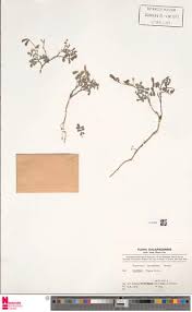 Image result for Tephrosia nyikensis