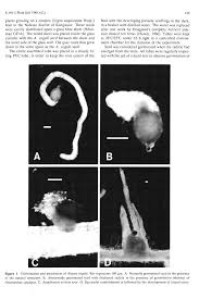 Image result for Alectra vogelii